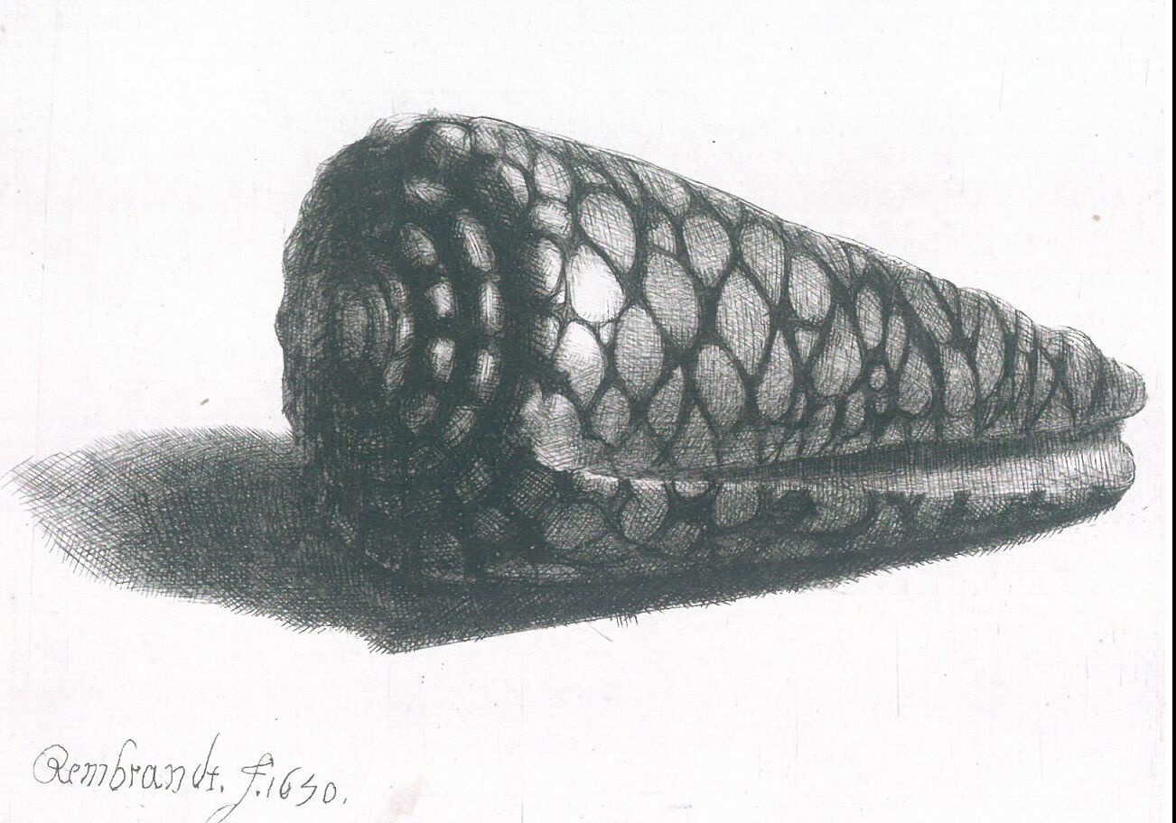 The Shell by Rembrandt